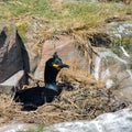 Stunning nesting shag cormorant birds Phalacrocorax Aristotelis Royalty Free Stock Photo