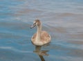 A beautiful nestling of swans floating on the waves Royalty Free Stock Photo