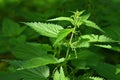 Beautiful nettle in nature with sun. Urtica dioica