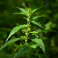 Beautiful nettle in nature with sun. (Urtica dioica)