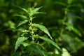 Beautiful nettle in nature with sun. (Urtica dioica)