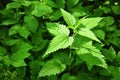 Beautiful nettle in nature with sun. Urtica dioica