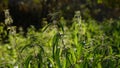 Beautiful nettle in nature with sun. Urtica dioica.