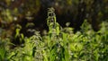 Beautiful nettle in nature with sun. Urtica dioica.