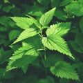 Beautiful nettle in nature with sun. Urtica dioicaBeautiful nettle in nature with sun. Urtica dioica. A healthy herb.