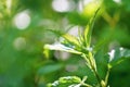 Beautiful nettle in nature with sun. Urtica dioicaBeautiful nettle in nature with sun. Urtica dioica. A healthy herb.