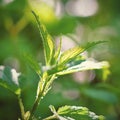 Beautiful nettle in nature with sun. Urtica dioicaBeautiful nettle in nature with sun. Urtica dioica. A healthy herb.