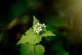 Beautiful nettle with white flowers in sunlight in botanical ga