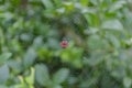 Gasteracantha Spider At centre Of Weaved Web