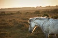 Beautiful New Forest pony horse bathed in sunlight Royalty Free Stock Photo