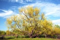 Beautiful new growth on a tree in spring. Royalty Free Stock Photo