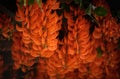 Beautiful new guinea creeper or Red Lade Vine blossoming