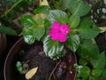 Beautiful New Guinea Impatiens Flower