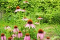 Beautiful purple echinacea purpurea flowers on the garden flower bed Royalty Free Stock Photo