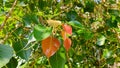 Red leaves between green leaves of ficus religiosa Peepal tree Royalty Free Stock Photo