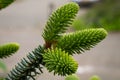 Detailed capture of new young shoots of Abies pinsapo or Spanish fir Royalty Free Stock Photo