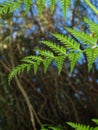 Elegant, Delicate New Zealand Fern