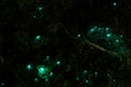 Beautiful New Zealand Glow worm in the cave. Long. exposure and high ISO photography