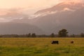 Beautiful New Zealand mountain during sunrise with framing cow