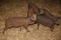 Beautiful newborn mangalica piglets growing up in the barn Royalty Free Stock Photo