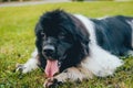 Beautiful newfoundland dog in the park. Background Royalty Free Stock Photo