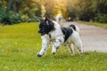 Beautiful newfoundland dog in the park. Background Royalty Free Stock Photo