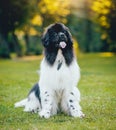 Beautiful newfoundland dog in the park. Background Royalty Free Stock Photo