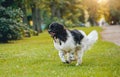 Beautiful newfoundland dog in the park. Background Royalty Free Stock Photo