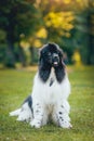 Beautiful newfoundland dog in the park. Background Royalty Free Stock Photo