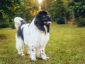 Beautiful newfoundland dog in the park. Background Royalty Free Stock Photo