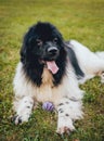 Beautiful newfoundland dog in the park. Background Royalty Free Stock Photo