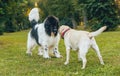 Beautiful newfoundland and labrador retriever dog in the park. Royalty Free Stock Photo