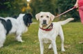 Beautiful newfoundland and labrador retriever dog in the park. Royalty Free Stock Photo