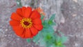 beautiful newly bloomed red flowers