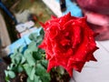 Beautiful newly bloomed roses that are wet with dew splashes.