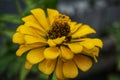 beautiful newly bloomed yellow flowers