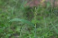 Beautiful newly growing flower of greren grass