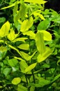 Beautiful newly sprouted green leaves in the jungle. Green tree plants with leaves