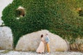 Beautiful newlyweds hold hands against the background of a stone wall entwined with gorgeous green ivy Royalty Free Stock Photo