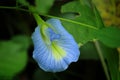 Beautiful and nice blue flower