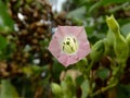 Nicotine tobacco flower, photographed in a small garden.