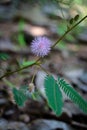 beautiful nidikumba flower & leaves