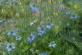 Beautiful nigella flowers in the summer garden