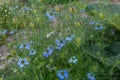 Beautiful nigella flowers in the summer garden