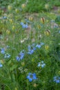 Beautiful nigella flowers in the summer garden