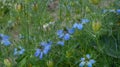 Beautiful nigella flowers in the summer garden