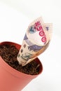Nigerian money. Five hundred naira notes in flower pots for financial investment and savings concept