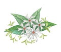 Beautiful Night Blooming Jasmine on White Background Royalty Free Stock Photo