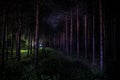 Beautiful night landscape shot in scary forest. Magical lights sparkling in mysterious pine forest at night