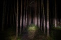 Beautiful night landscape shot in scary forest. Magical lights sparkling in mysterious pine forest at night